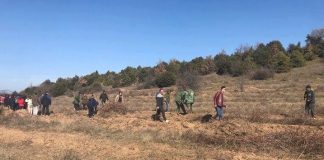 Фото – Пределот кај ветерниците во Богданци, пошумен со нови садници