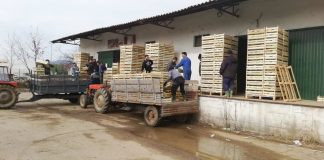 Лани скапуваше по нивите, годинава руши рекорди, зелката во Валандово се откупува по 25 денари за килограм