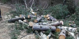 Фатени дрвокрадци на Плачковица, полицијата од Радовиш ги приведе во станица