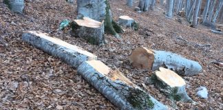 Лишени од слобода двајца радовишани кои ,,пустошеле шума” на Плачковица