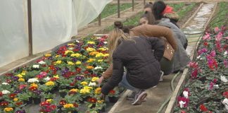 Валандовските средношколци одгледуваат цвеќиња за разубавување на јавните површини во општината