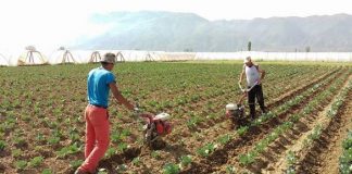 До крајот на јули електронски ќе се аплицира за добивање субвенции, помош ќе даваат и ПЕ на МЗШВ