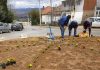 Јавните површини во Конче се оплеменуваат со цвеќиња и зеленило, за нив ќе се грижи ЈПКД ,,Лакавица”