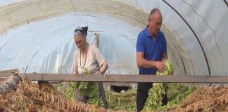 Од вторник исплата на субвенциите за тутун, ќе се врши по денови според презимињата на тутунарите