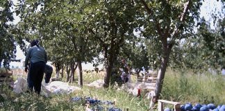 Вишните, црешите, сливите може да се извезуваат во Русија, производителите со надеж за повисоки откупни цени