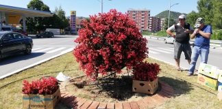 Цветни топки со ,,бонбонки” на влезот во Струмица – Комуналец го разубави просторот околу кружниот тек