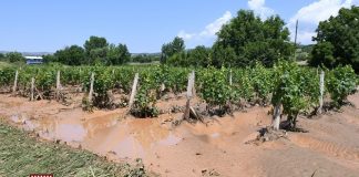 Видео – Големи штети во радовишко по вчерашното невреме од пороен дожд и силен ветар, општината почна со санација