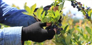 Од берба на боровинки приход и до 10 000 денари дневно, но нема собирачи на шумски плодови – тврдат откупувачите и собирачите