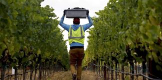 Пуштени парите за субвенции на лозарите, исплатени околу 583 милиони денари – информира МЗШВ