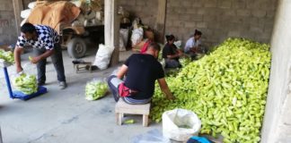 Намален откупот и продажбата на земјоделски производи во второто тримесечје, објави Заводот за статистика