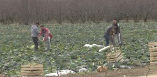 Заради пандемијата со коронавирус се потешко оди пласманот на пролетната зелка во странство, тврдат откупувачите