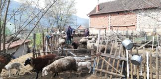 Исплатени близу 4,3 милиони евра за субвенции за повеќе мерки на земјоделци и сточари