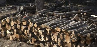 На приватен имот на радовишанец откриени бесправно исечени огревни дрва, полицијата најави пријава