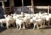 Сточарите за задржано женско јагне ќе добиваат по 2500 денари поддршка, соопшти МЗШВ