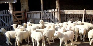 Сточарите за задржано женско јагне ќе добиваат по 2500 денари поддршка, соопшти МЗШВ