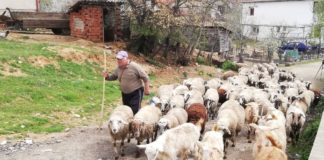 Јагнињата од Југоистокот останаа непродадени пред Велигден, сточарите реагираат и на ниските откупни цени