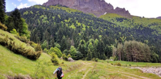 Се воведува забрана за движење во шумите од 6 до 20 часот, тие што ќе се затекнат ќе добијат казни и до 2000 евра