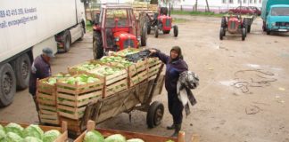 Откупната цена на зелката до 20 ти април да не падне под 15 денари – ќе има инспекциски контроли, соопшти МЗШВ