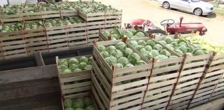 Наидовме на затворени пунктови во Куклиш, но инспекциските контроли за откупот на зелката ќе продолжат, изјави Шапуриќ