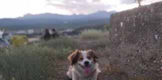 Во среда премира на филмот ,,Вистината за Бади” на Мултус од Гевгелија – приказна како медиумската кампања прави штета на маалскиот миленик