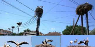Во Стојаково кај Богданци, нема столб без гнезда на штркови, ова лето преброени над 150 млади (фото)