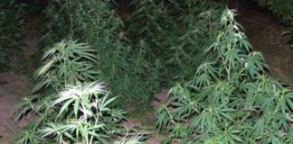 Приведен жител од радовишко кој со три малолетни лица засадиле и одгледувале 69 стебла марихуана