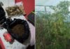 Отворена истрага за откриената импровизирана лабораторија за марихуана и масло од канабис во Гевгелија