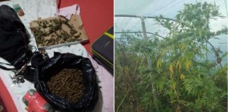 Во Гевгелија приведени четворица дилери на дрога, кај нив пронајдени 4 килограма мариухана (фото)