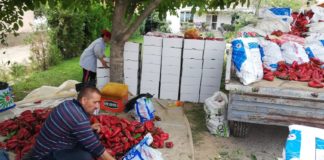 Пуштени парите за субвенции за предадени градинарски и овошни култури кај преработувачите, кажа Бабовски