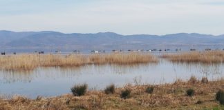 Нема помор на рибата по брегот на Дојранското Езеро, вели градоначалникот на Дојран Ангов