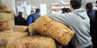 Од понеделник ќе се стопираат откупните центри кои вршат нереална проценка на тутунот, најави Сојузот на земјоделски здруженија