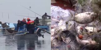 Нема заболувања кај рибите во Дојранското Езеро опасни по здравјето на граѓаните, соопшти АХВ
