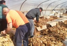 Завршија контролите на терен, во јуни исплата на субвенциите за тутун, одговори директорката на Платежна, Иротова-Лазаревска