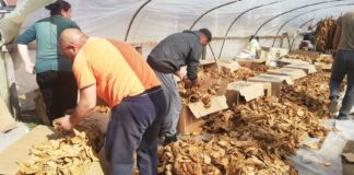 Може да има цена до 400 денари за килограм тутун прва класа, кажа министерот Николовски – тутунарите бараат 600 денари !