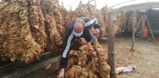 Ниските откупни цени на тутунот го намалија производството во струмичко
