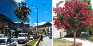 100 дрвца Магнолија и Индиски јоргован ќе го красат булеварот ,,Ленинова’’ во Струмица