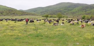 Козарството во Југоистокот изумира, козарите ги чекаат субвенциите за обележани грла