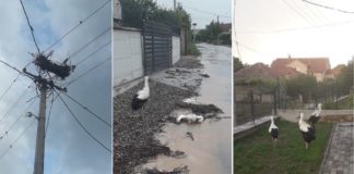 Невреме во Ново Село урниса гнездо со млади штркови, жители бараат нивна заштита (фото)