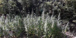 Приведени четири лица од Гевгелија и Богданци, биле затекнати кај Негорци со насади од Канабис (фото)