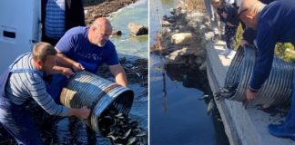 Дојранското езеро порибено со околу два тона крап (фото)