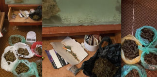 Приведен дилер од гевгелиско Миравци, во неговиот дом пронајдени пакувања марихуана (видео)