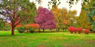 Виножито од бои во струмичкиот градски парк  ( ФОТО )