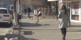 Градоначалниците од Југоистокот се откажаа од регионално решавање на проблемот со уличните кучиња, ЈП Астра Луна ќе биде на Струмица