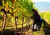 13 854 лозари добија субвенции – исплатени се околу 9,5 милиони евра за одржување лозови насади