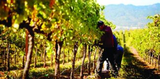 13 854 лозари добија субвенции – исплатени се околу 9,5 милиони евра за одржување лозови насади