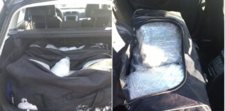 Двајцата струмичани кои кај Ресен беа фатени со околу 50 килограми марихуана, добија притвор од 30 дена