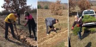 Гевгеличани го пошумуваа појасот околу депонијата кај Ново Конско – засадени 4000 багреми и црн бор (фото)