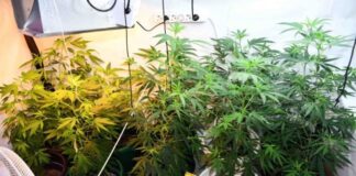 30 дена притвор за гевгеличанец кој во домот одгледувал марихуана соопшти Јавното обвинителство