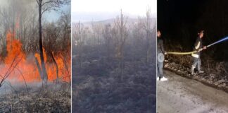 ТППЕ Струмица со интервенции на запалена ниска шума, борови садници на повеќе локации денеска во струмичко