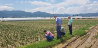 Земјоделци од општина Богданци ќе добијат пари за штети од елементарни непогоди